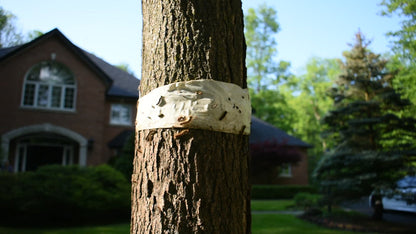 Insect Barrier Tree Tape
