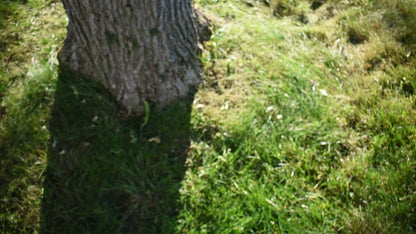 Insect Barrier Tree Tape
