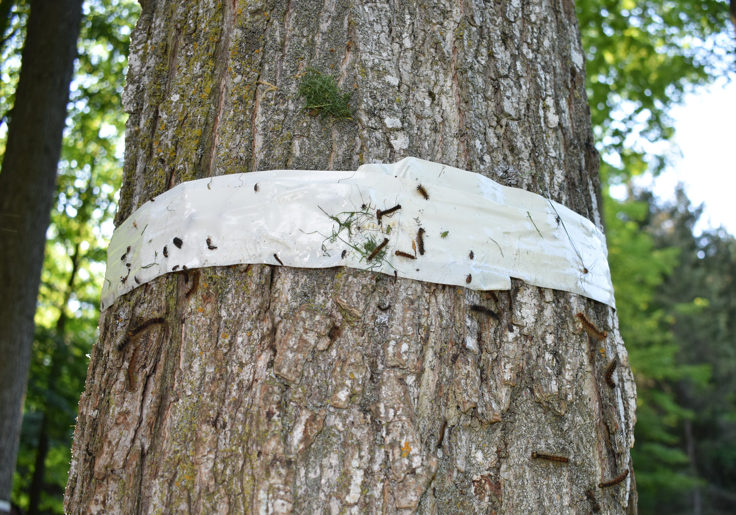 Insect Barrier Tree Tape - Advanced Polymer Tape Inc.