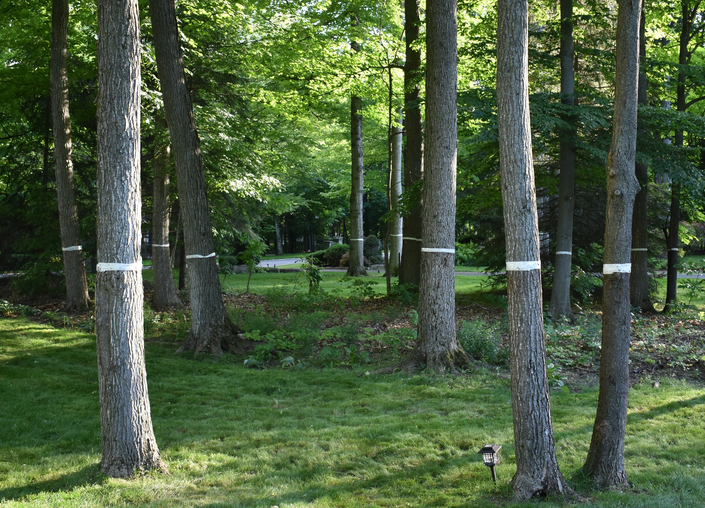 Insect Barrier Tree Tape - Advanced Polymer Tape Inc.