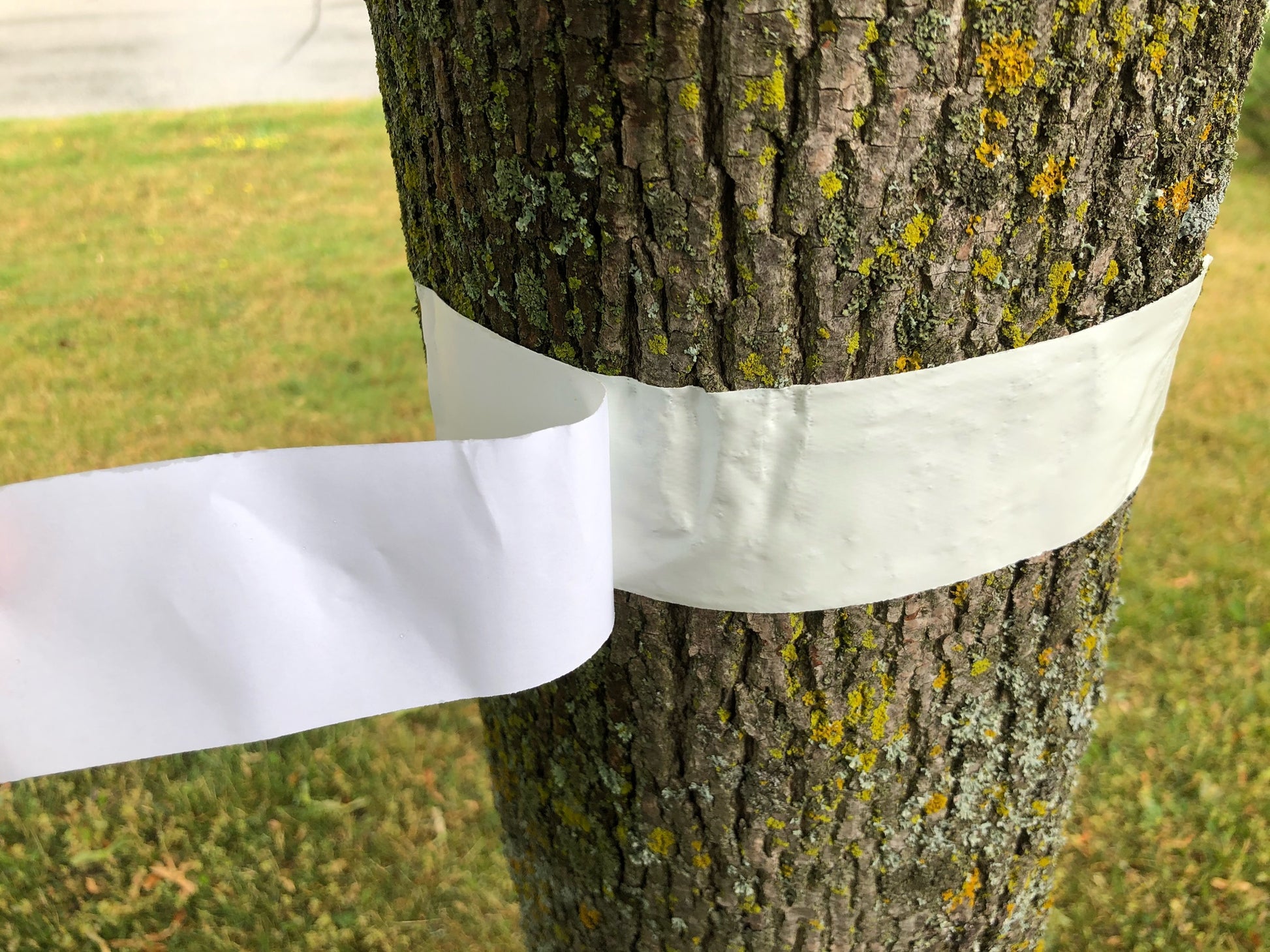 Insect Barrier Tree Tape - Advanced Polymer Tape Inc.